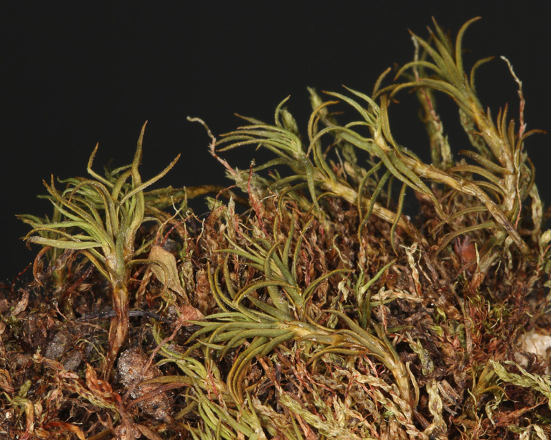 Polytrichastrum septentrionale